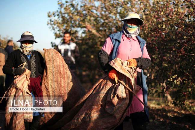 برداشت پسته از باغات نیشابور