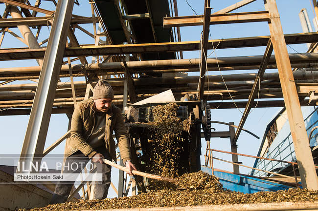 تولید شکر از چغندر قند 