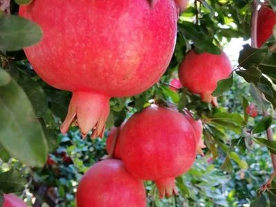 انار رباب نی‌ریز در معرض تهدید خشکسالی و آفات