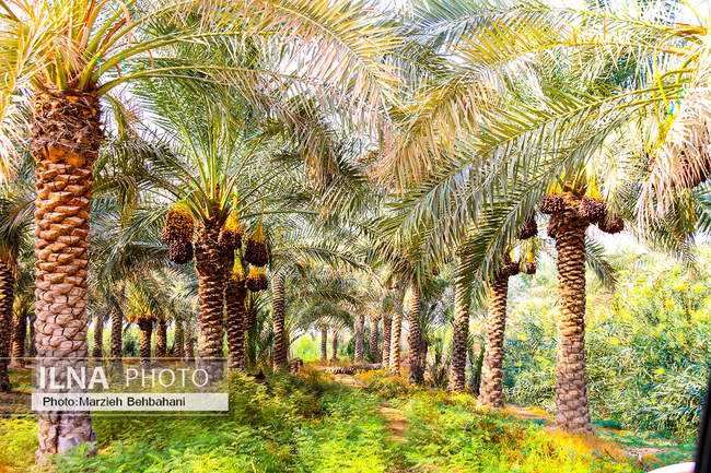 آبادان؛ شهری که هنوز بوی نفت، صدای لنج و خاطره‌ی مقاومت می‌دهد