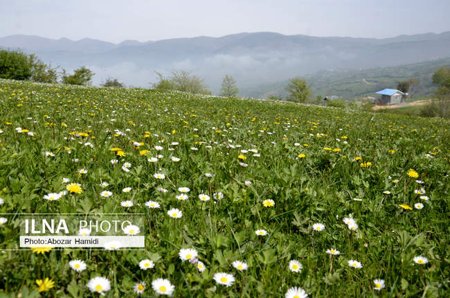 شکوفه های بهاری /  رودبار گیلان