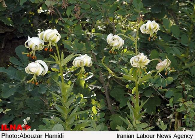 «سوسن چلچراغ»