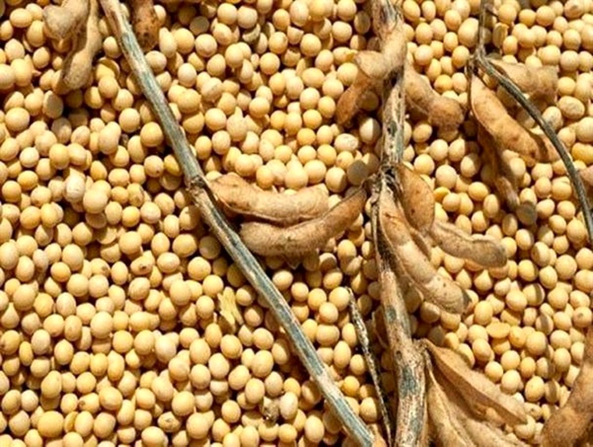 خرید تضمینی بیش از 3 هزار و 862 تن سویا در مازندران