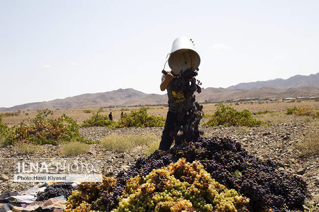 برداشت انگور و تولید سنتی شیره انگور در روستای بهارستان سبزوار