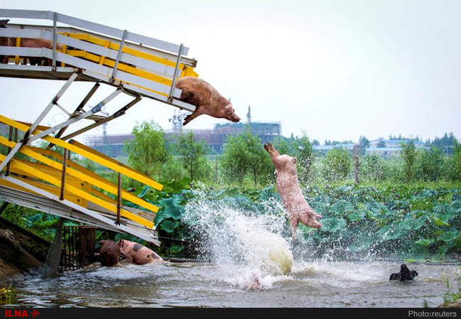 عجیب و غریب ترین تصاویر خبری جهان در سال گذشته