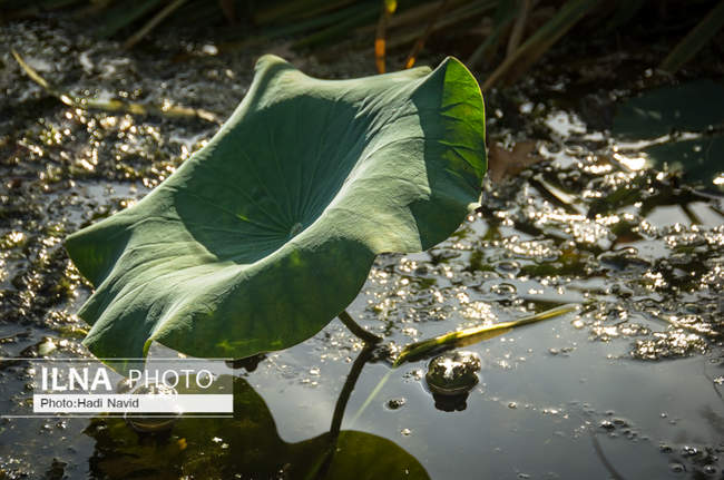 باغ وحش اسمیتسونین واشنگتن