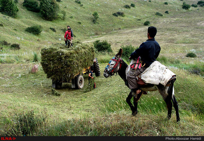 برداشت علوفه زمستانه دام از مراتع شهرستان رودبار 