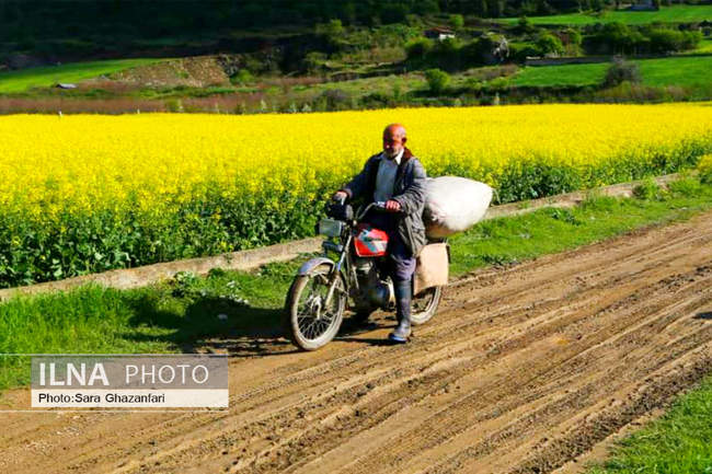 مزارع کلزا در مازندران