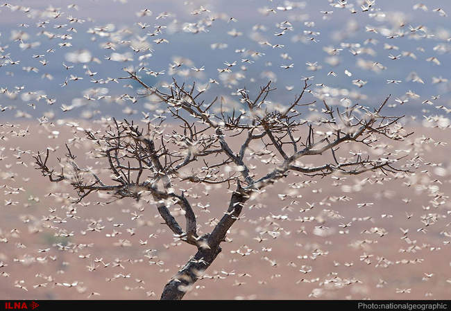 عکس های برتر ماه نشنال جئوگرافیک