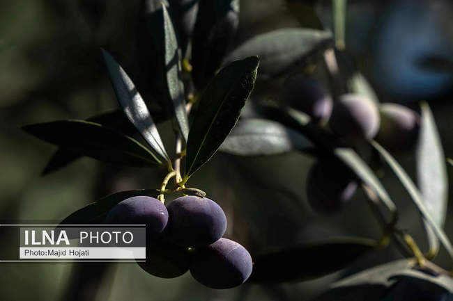 اشتغال زنان سرپرست خانواردر باغ زیتون حاجیکلاته