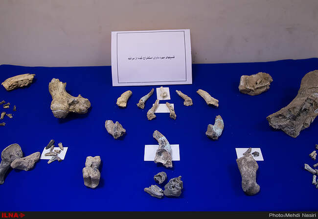 رونمایی از فسیل های هفت میلون ساله