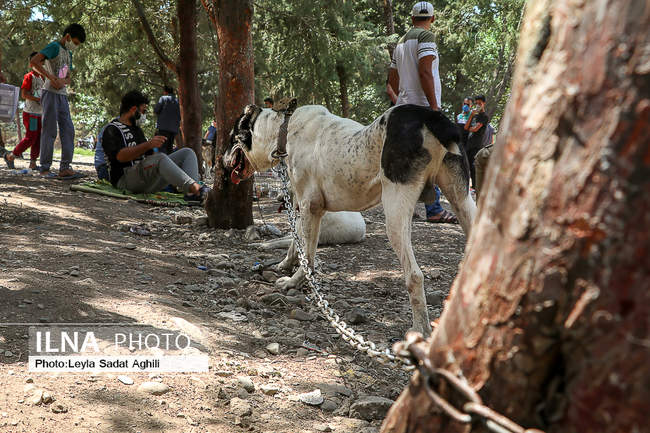 جمعه بازار سگ‌ها در وضعیت قرمز کرونایی تهران