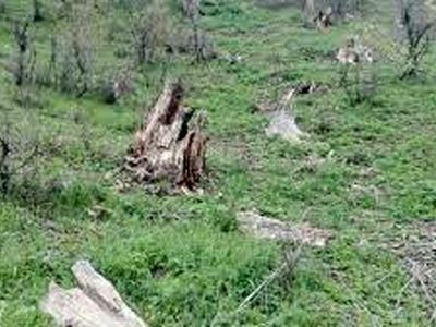  مدیر اداره منابع طبیعی شهرستان گالیکش برکنار شد