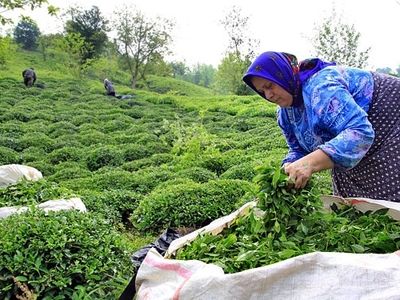 ۸۷درصد از بهای برگ سبز چای پرداخت شده است/ معافیت واردات چای خارجی به تولید داخلی ضربه می‌زند