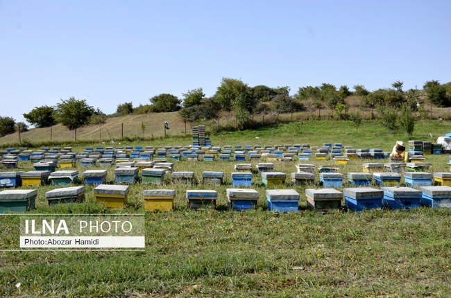 زنبورداری در کمنی دیلمان گیلان