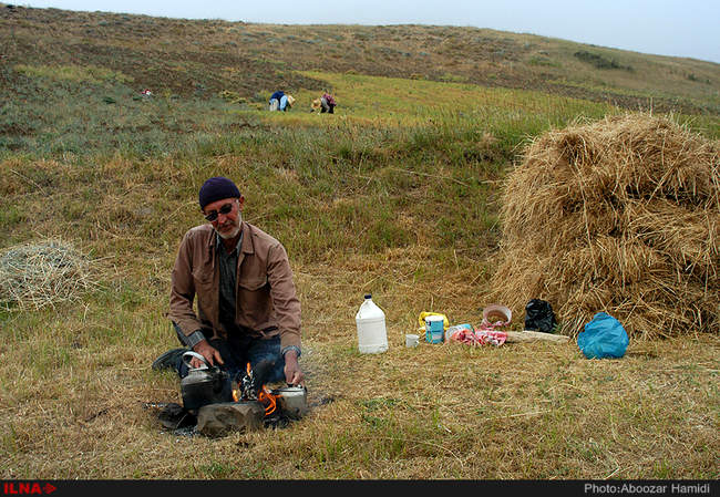 برداشت علوفه زمستانه دام از مراتع شهرستان رودبار 