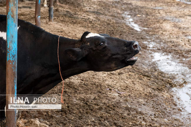 خودکفایی در تولید شیر با تلیسه نمونه