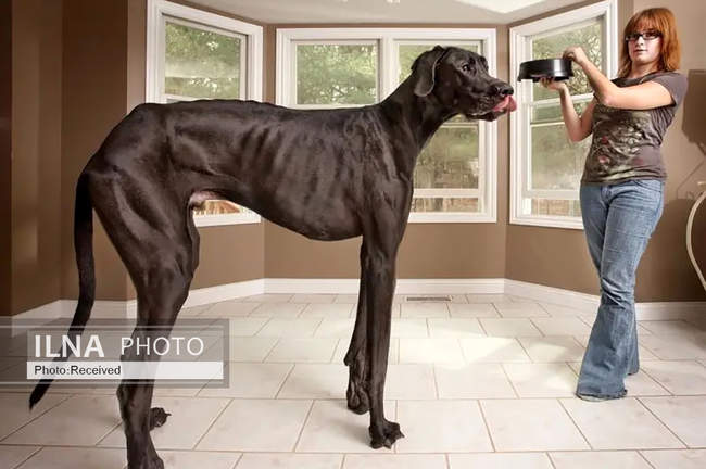 رکوردهای شگفت‌انگیز گینس