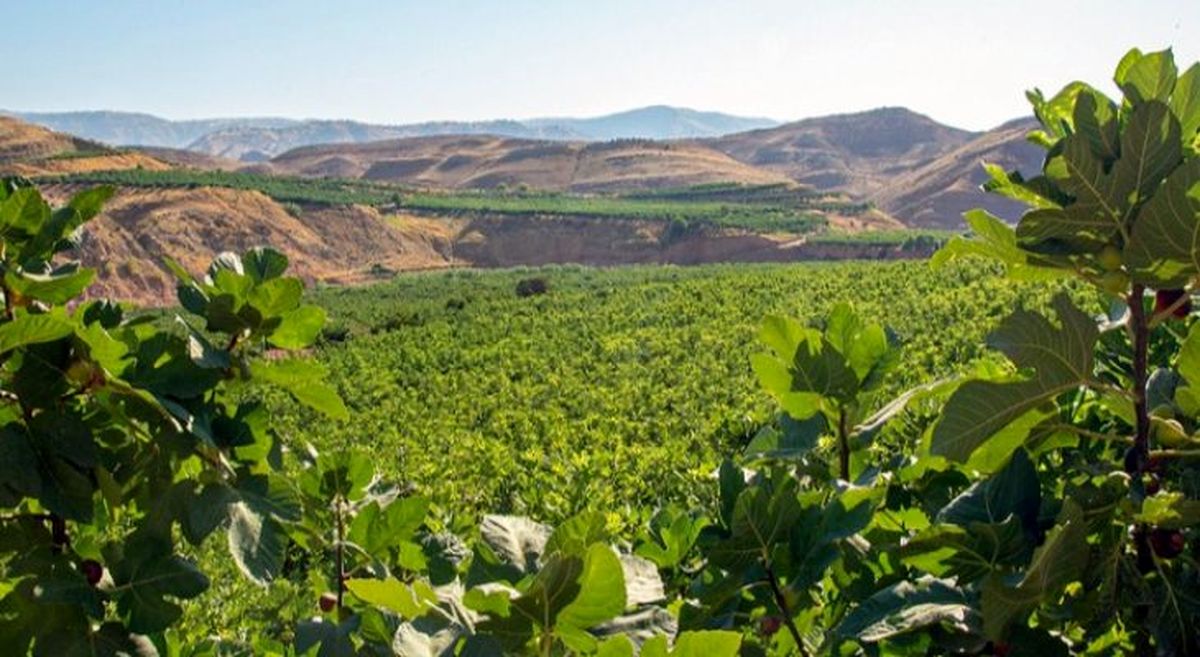  ۱۲۰۰ هکتار باغ انجیر در شهرستان معمولان وجود دارد 