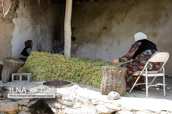 مراسم سنتی کشمش “بولاو” در روستای “دولاب سنندج 