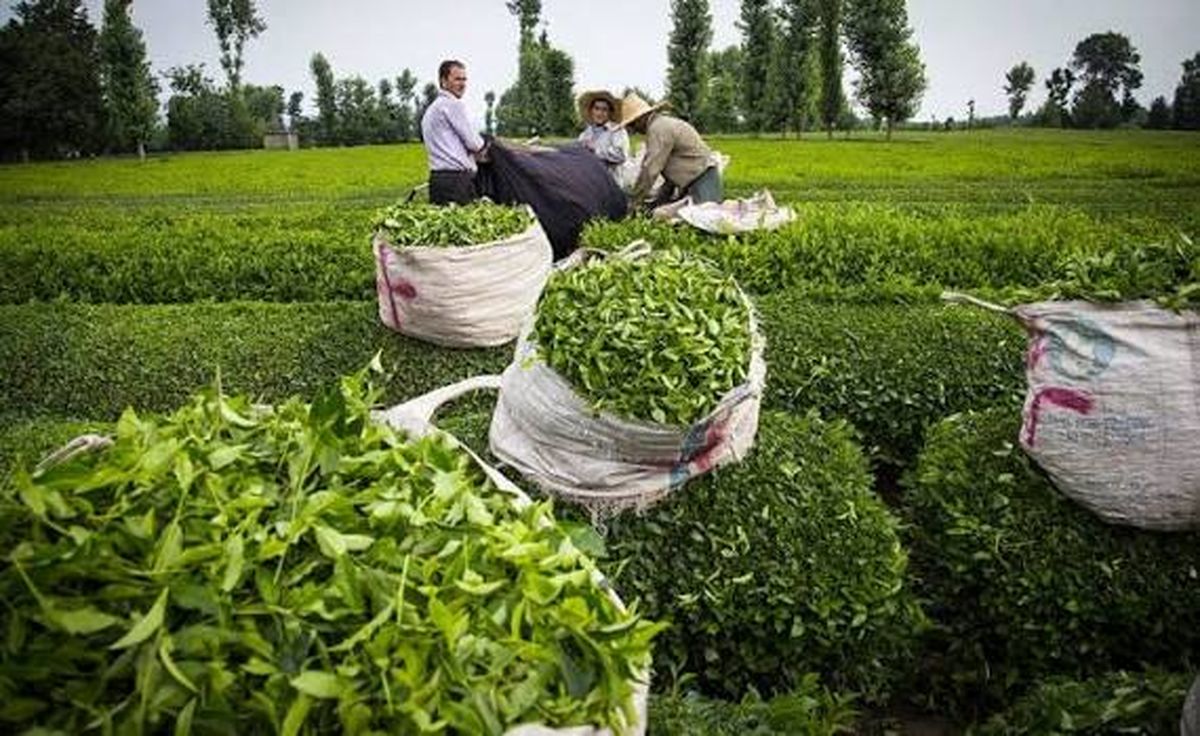 ۳۲ درصد صادرات چای ایران راهی ترکیه می‌شود