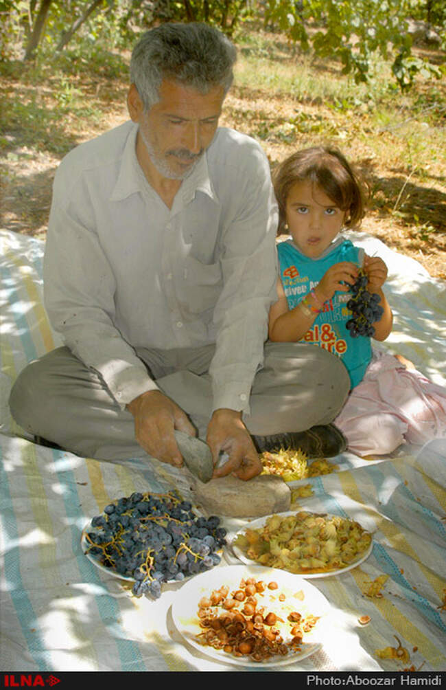 برداشت فندق در رودبار گیلان