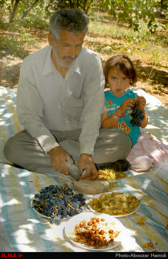 برداشت فندق در رودبار گیلان