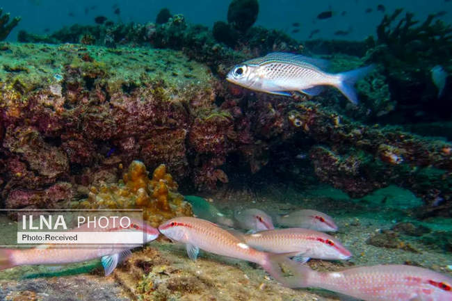 بهشت مرجانی در اعماق دریای عمان