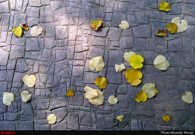 گزارش اختصاصی ایلنا از پاییز در باغ بوتانیکال تفلیس