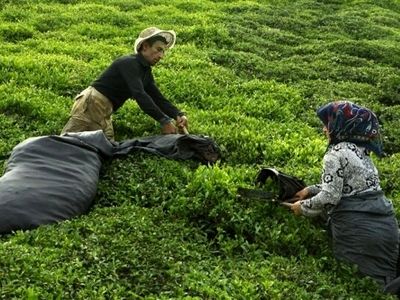 پایان چین نخست برگ‌های زمردین چای از باغ‌های شمال کشور 