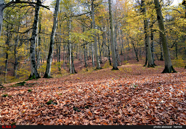 طبیعتِ پاییز در رودبار گیلان