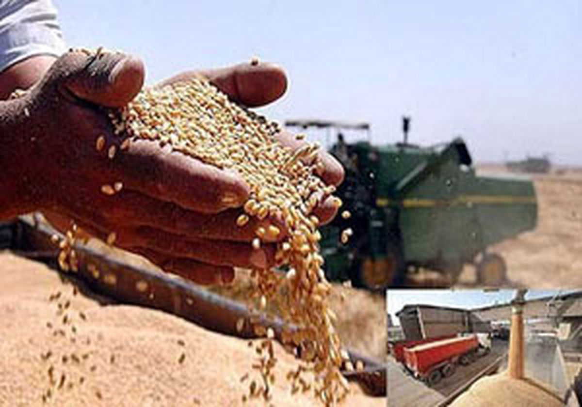 پرداخت تسهیلات به گندمگاران مازندرانی 