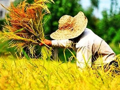 واردات برنج مشروط به خرید برنج تولید داخل/ خرید برنج داخلی در دستورکار وزارت جهاد کشاورزی