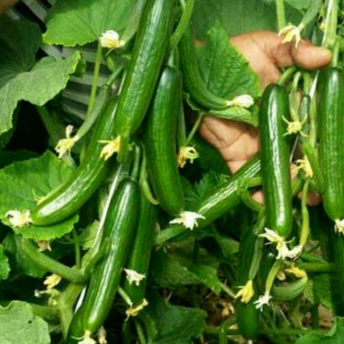 تولید سالانه ۸۳۰۰ تن خیار گلخانه ای در آذربایجان غربی