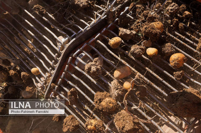 اشتغالزایی در مزارع کشاورزی سیب زمینی فیروزکوه
