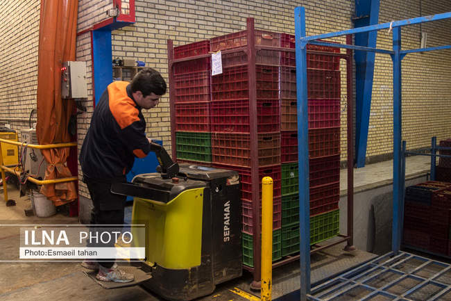 کار و امید، قصه زنان باغ کیوی