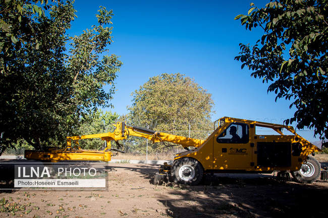 برداشت گردو اصلاح شده با دستگاه مکانیزه 