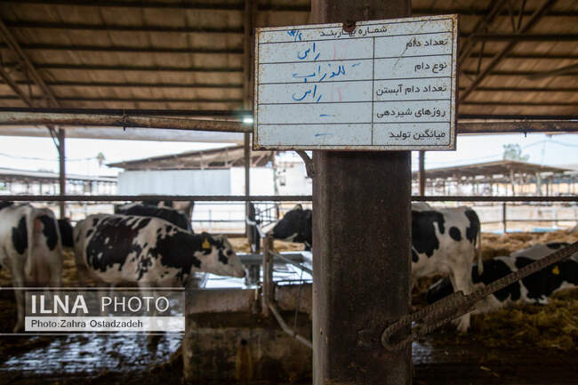 دامداری