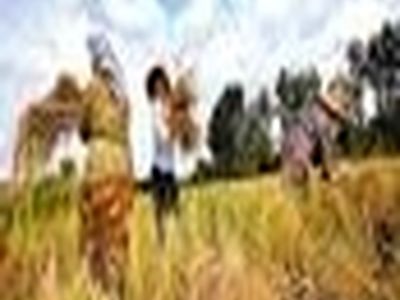 برداشت رتون در بیش از ۳ هزار هکتار از اراضی شالیزاری مازندران
