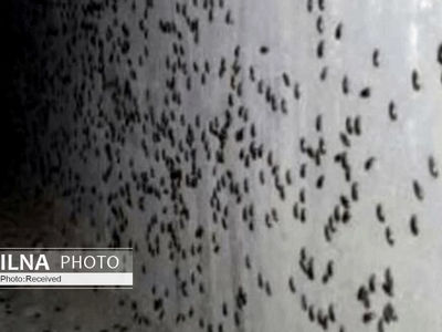 طعمه ای برای خلاصی از شر همه سوسک ها