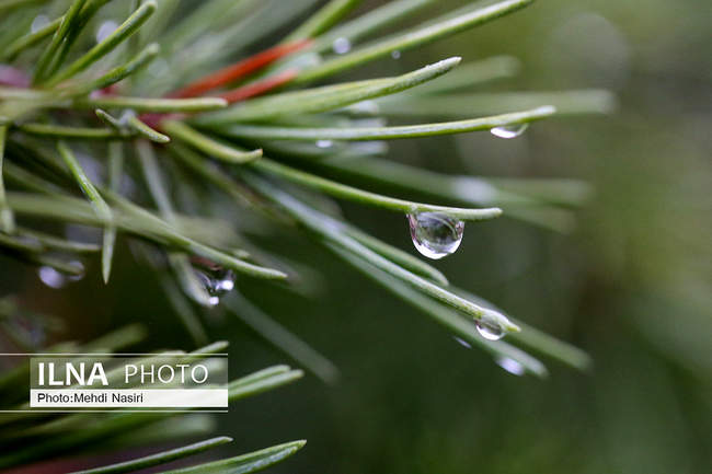 قطرات باران بر  شاخ و برگ درختان