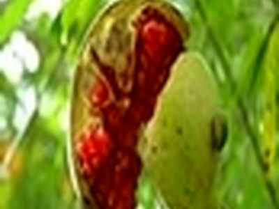 پایان برداشت انار ترش در شهرستان ماسال