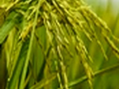 کشت ارقام برنج زودرس در مناطق کوهستانی مازندران