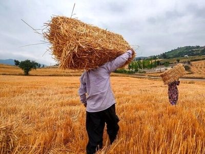 مطالبات گندمکاران کل کشور تسویه شد