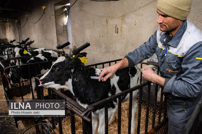 خودکفایی در تولید شیر با تلیسه نمونه