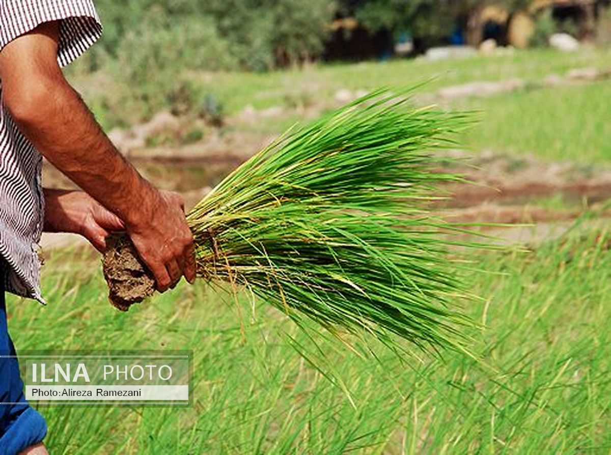 کاهش ۴۰ هزار هکتاری کشت شلتوک در استان خوزستان