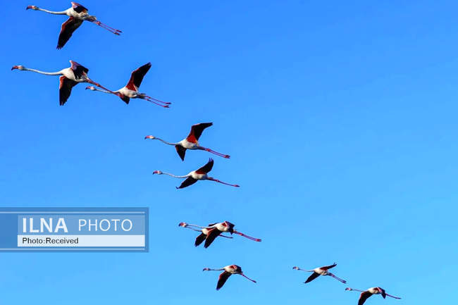 هفته‌ای در دنیای حیات‌وحش