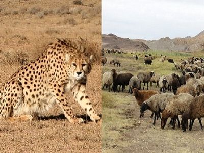 چالش تمدید پروانه چرای دام در زیستگاه یوزپلنگ 