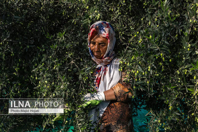 اشتغال زنان سرپرست خانواردر باغ زیتون حاجیکلاته