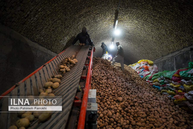اشتغالزایی در مزارع کشاورزی سیب زمینی فیروزکوه
